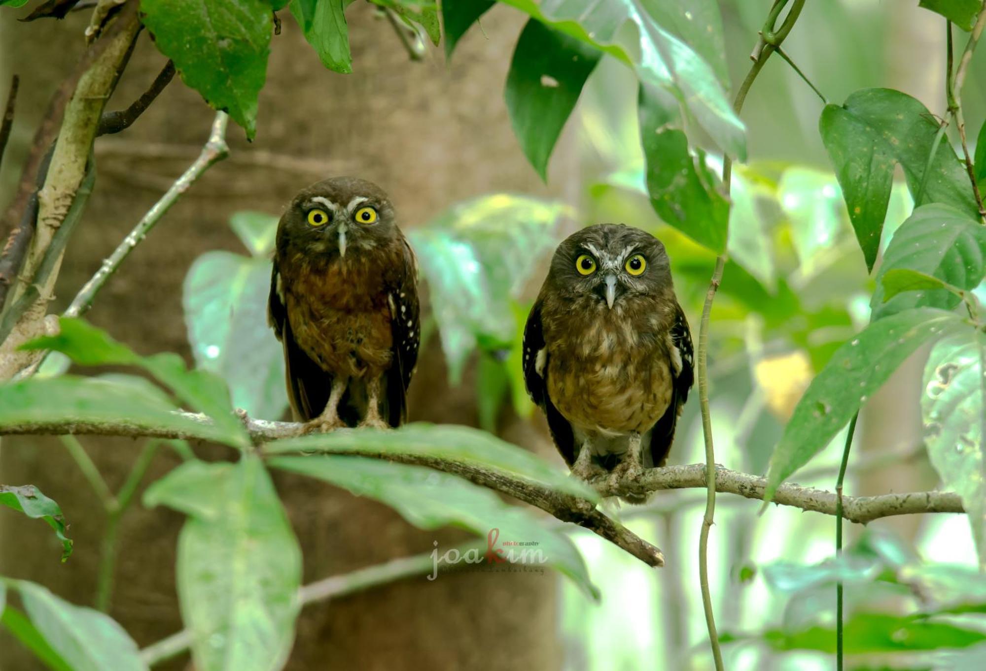 Tangkoko Backpacker Home Stay Rinondoran Dış mekan fotoğraf
