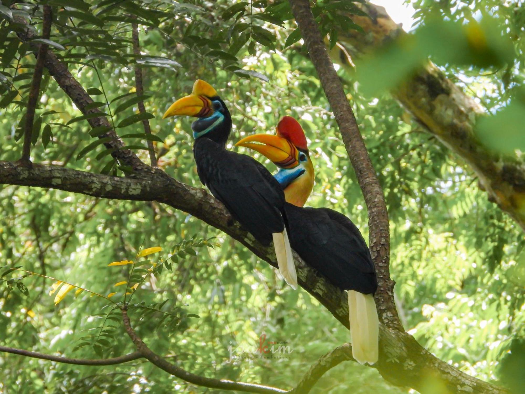 Tangkoko Backpacker Home Stay Rinondoran Dış mekan fotoğraf