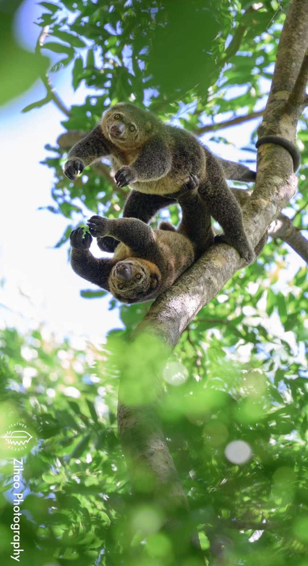 Tangkoko Backpacker Home Stay Rinondoran Dış mekan fotoğraf